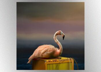 listen-to-new-kim-deal-solo-single,-“coast”