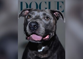 read-an-interview-with-billie-eilish’s-dog-shark-—-yes,-really