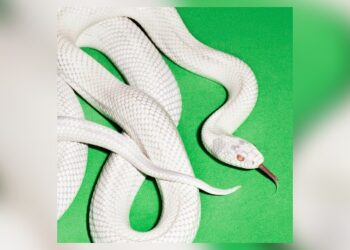 deftones-announce-﻿’private-music’﻿-listening-parties