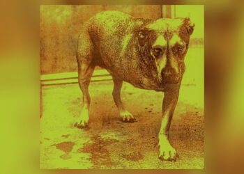 alice-in-chains-announces-30th-anniversary-reissue-of-self-titled-album