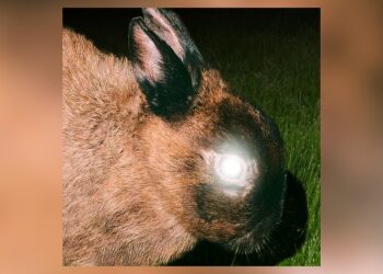 little-image-aims-to-‘﻿kill-the-ghost’-﻿but-retain-the-innocence-on-new-album