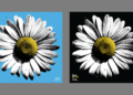 dcfc’s-ben-gibbard,-modest-mouse,-mmj-and-more-contribute-to-new-neil-young-tribute-albums
